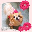 画像9: 【犬 服】【Sale】【帯飾り付】可愛い梅の花ゆかた【Petstyle】浴衣　和装　着物【メール便OK】