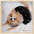 画像6: 【新作】【1980円】【犬 服】スターチュチュワンピース【AMBABY】【メール便OK】