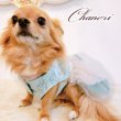 画像8: 犬 服 犬の服 Sale ドッグウェア ワンピース ドレス  セレブベアちゃんのレーシーチュチュDress【メール便可】パーティー イベント