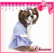 画像4: 【在庫処分Sale】愛犬服/セーラーカラーの水玉ワンピース（Puppyzzang）メール便OK