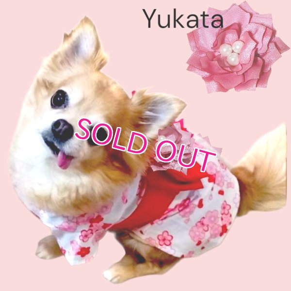 画像13: 在庫限り【XS】【犬 服】【Sale】【帯飾り付】可愛い梅の花ゆかた【Petstyle】浴衣　和装　着物【メール便OK】
