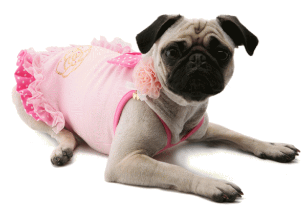 画像4: 犬 服/愛犬/PUPPYANGEL(パピーエンジェル)アルーリングローシャドレス [送料無料]Alluring Rosha Dress