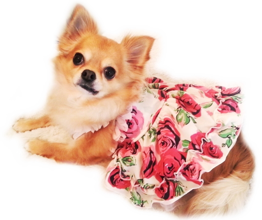 画像: 【再入荷】犬 服/愛犬/新作Rose DressII　アイボリー/コカパパ[メール便無料]