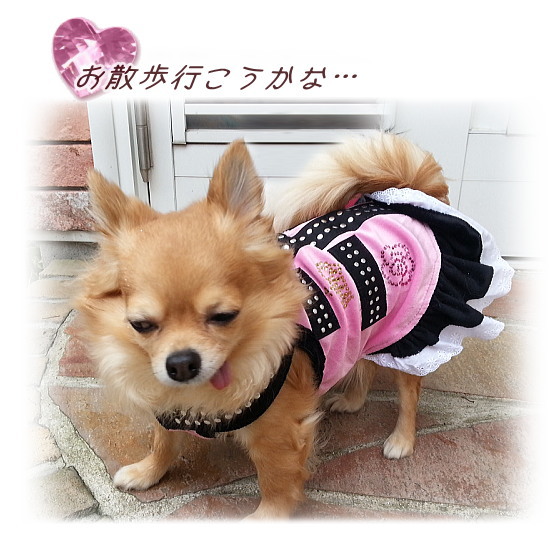 画像: 【再々入荷】【犬 服】【2480円】カメリア＆クラウンストーンのクールキュートなワンピース【LOVABLEDOG】