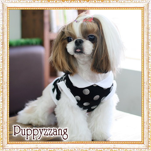 画像3: 【Sele】【メール便OK】犬服/キュートな丸襟の水玉TEE【PUPPYZZANG】 