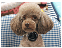 画像: 【犬用】【アクセサリー】カメリア＆パールのネックレス【Parisdog】【メール便OK】